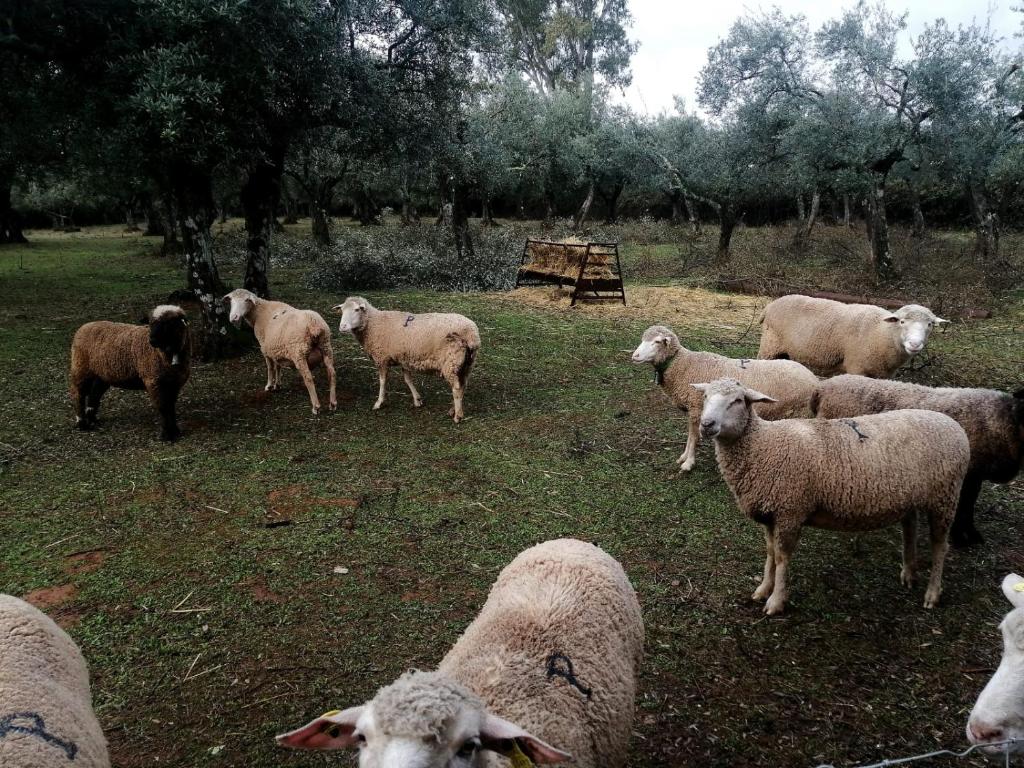 una manada de ovejas de pie en un campo en EL VENERO DE MOSTOLES, en Constantina