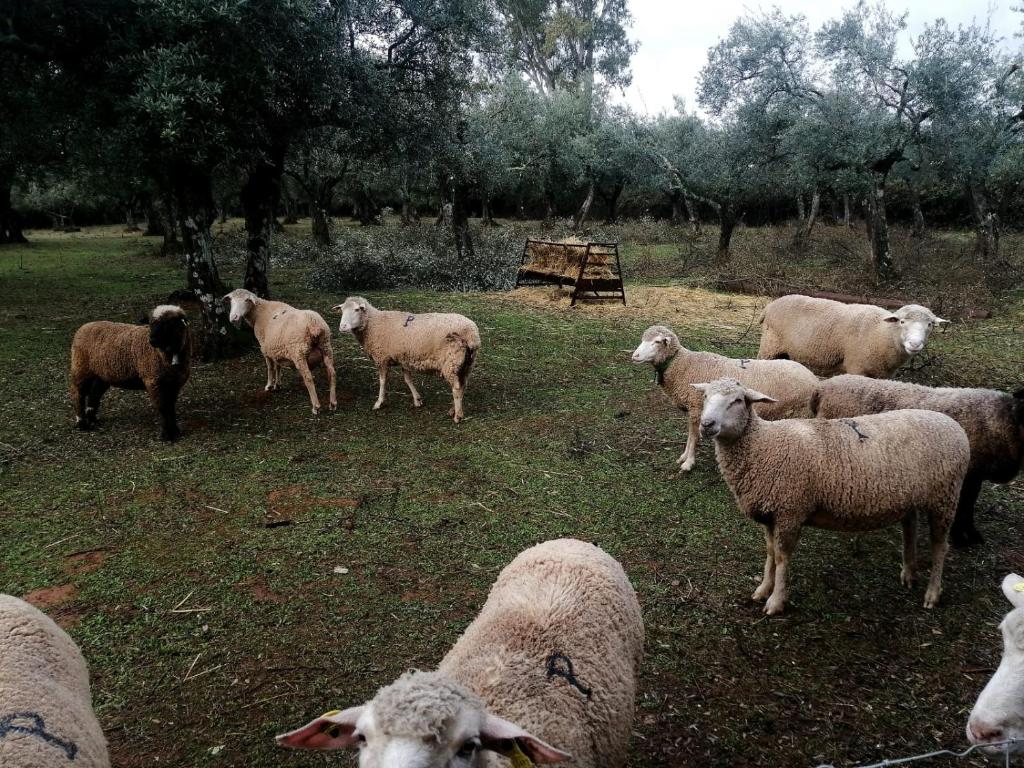 un allevamento di ovini in un campo di EL VENERO DE MOSTOLES a Constantina
