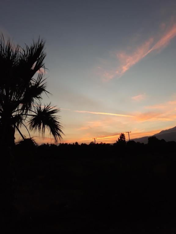 a sunset with a palm tree in a field at Melissa Apartments in Frangokastello