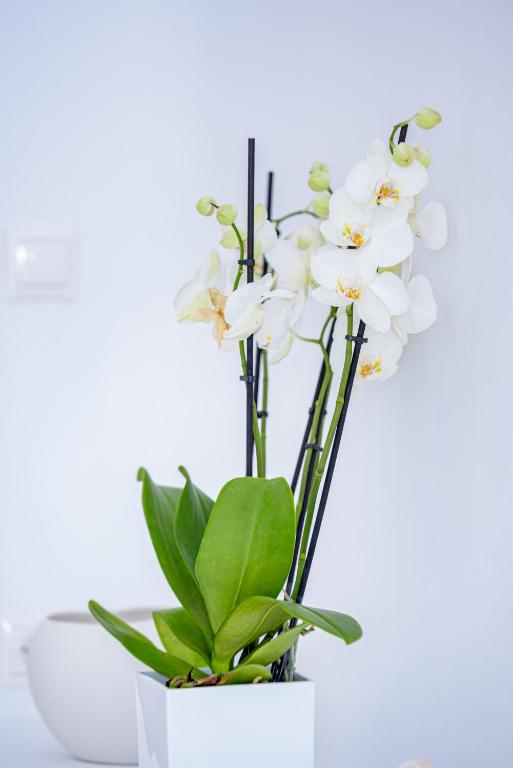 a white orchid plant in a white vase at Aristos Life Luxury Cave Villas in Oia