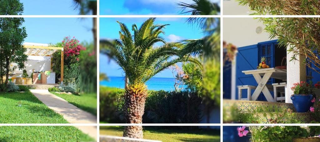a collage of photos of a house and a palm tree at Dar Gitta & Wood El Haouaria in El Haouaria