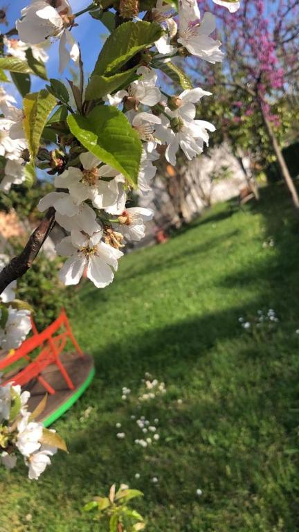 Ogród w obiekcie Casa Vacanze Primula palinuri