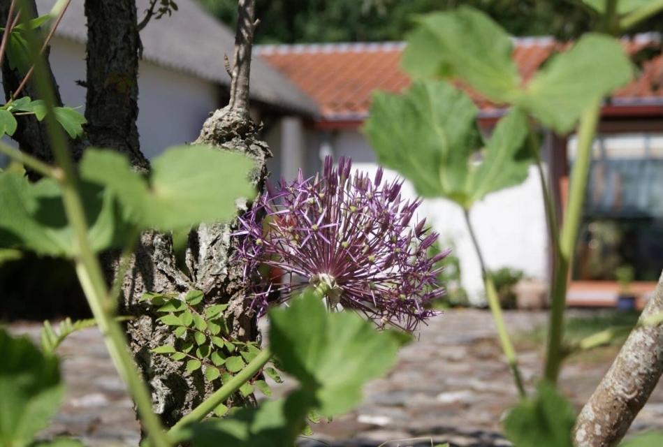 Fotografie z fotogalerie ubytování Landlig idyl på Dommergården Bed and Coffee v destinaci Læsø