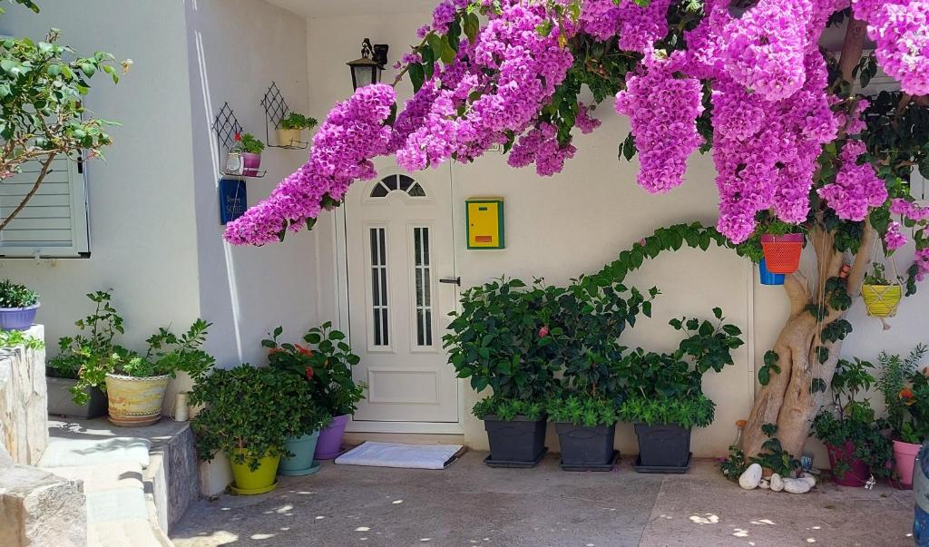 Guest House Mediterranean في هفار: حفنة من النباتات في الأواني أمام الباب