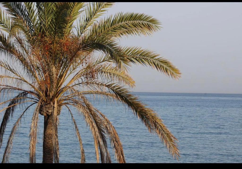 a palm tree sitting next to the ocean at Espectacular casa en la playa in Fuengirola