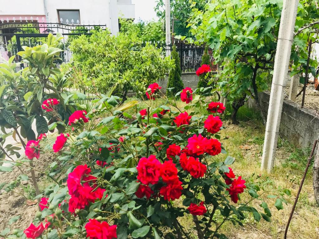 een groep rode bloemen in een tuin bij Baka Guest House in Durrës