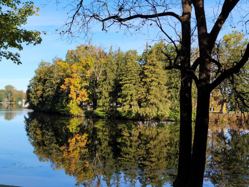 uma árvore refletindo na água com árvores no fundo em Cozy Quonset Hut On Maple Lake em Paw Paw