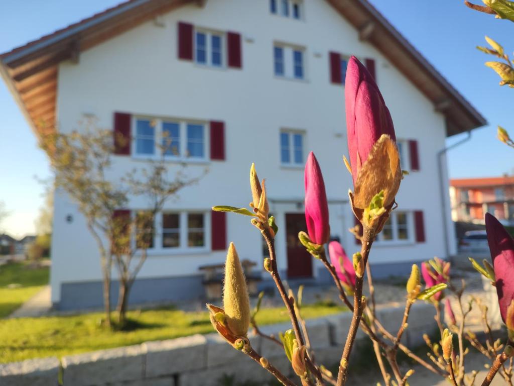 a tree with pink flowers in front of a white house at Viel Platz in Bernbach in Bidingen