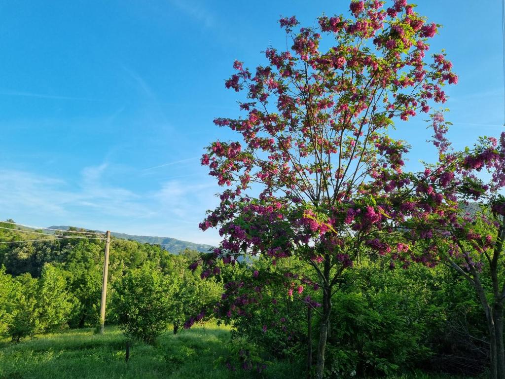 Príroda v okolí apartmánu