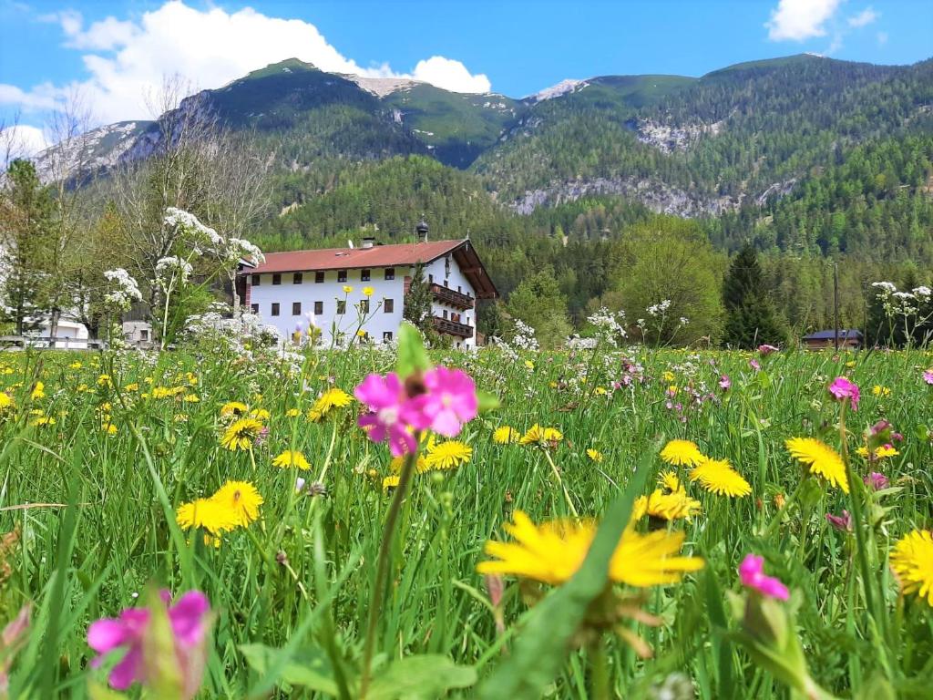 a field of flowers in front of a building at Pulvererhof in Achenkirch