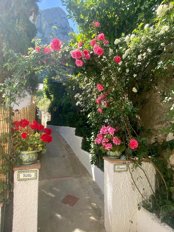 Villa Striano Capri - Guest House - Rooms Garden & Art