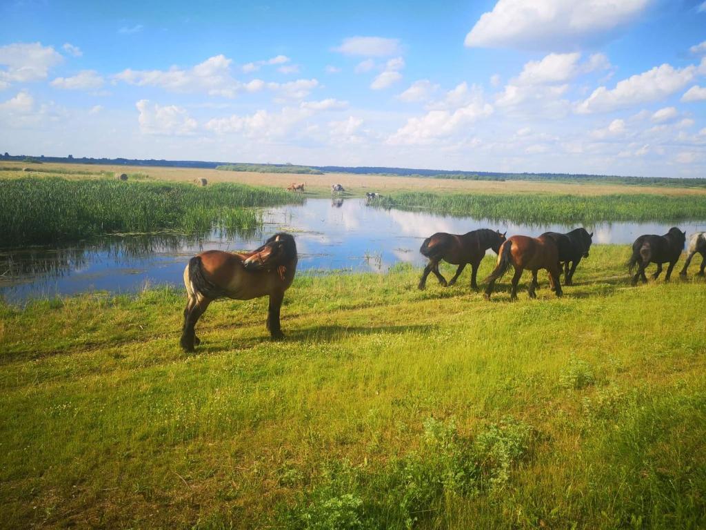 Zvieratá v dovolenkovom dome alebo blízkom okolí
