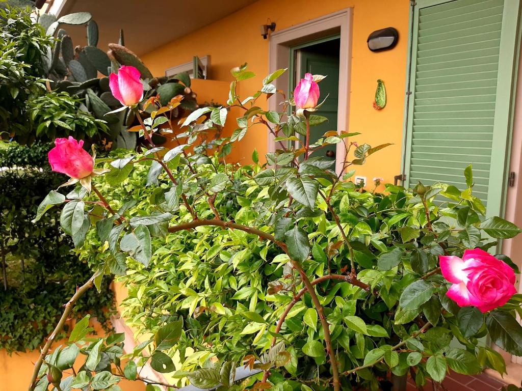 A garden outside Casa Marta