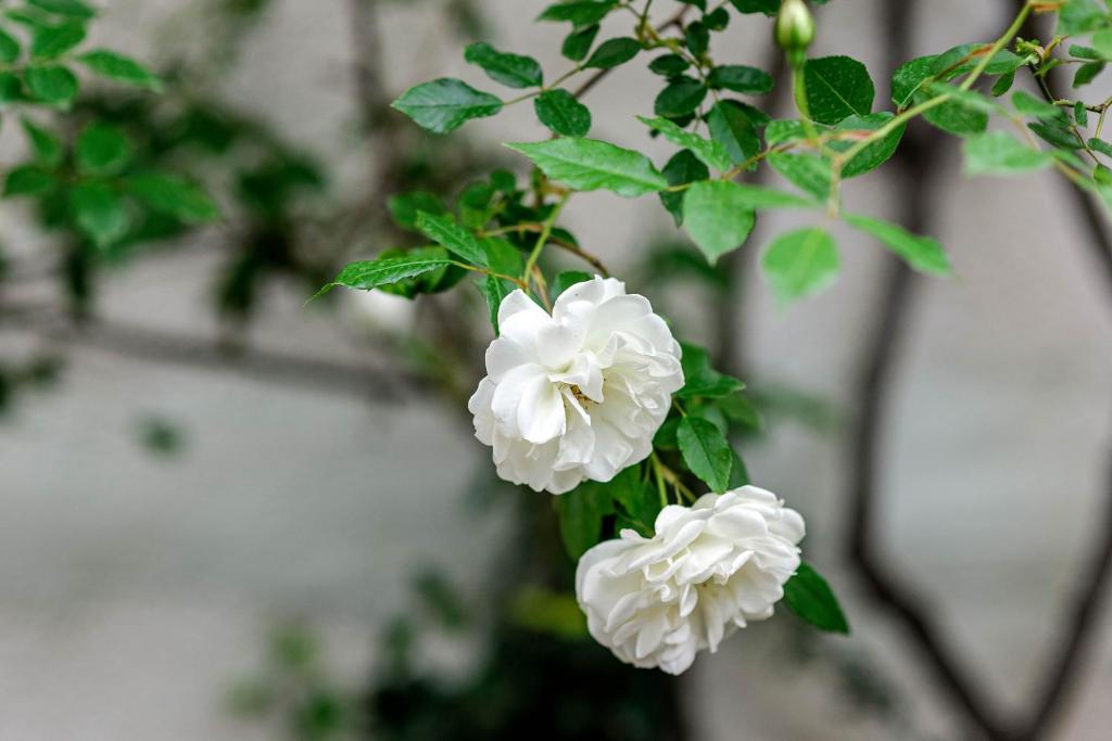 Wine Garden Rooms - 8