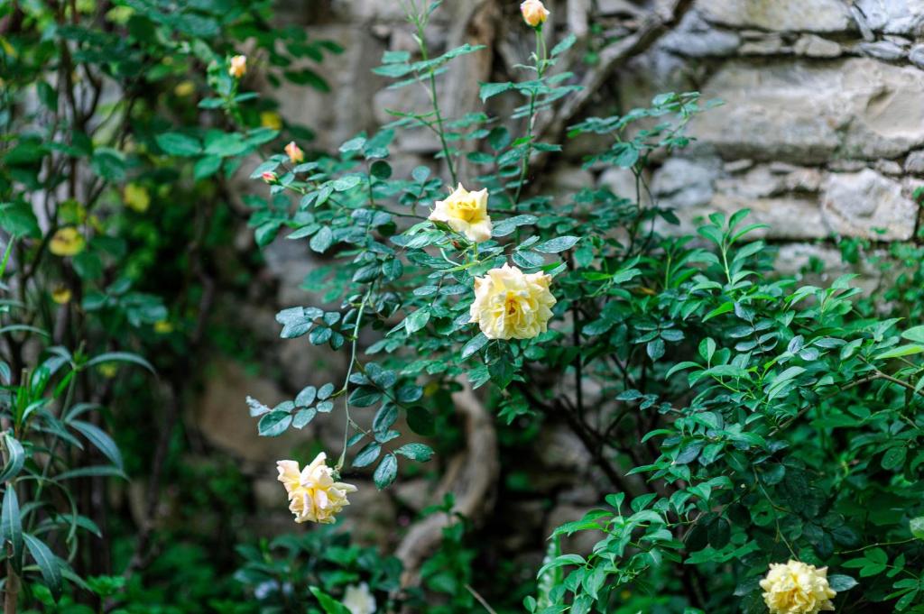 Wine Garden Rooms - 11