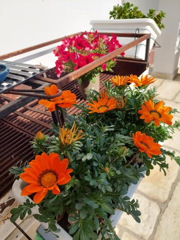 A garden outside B&B LA COLIMENA