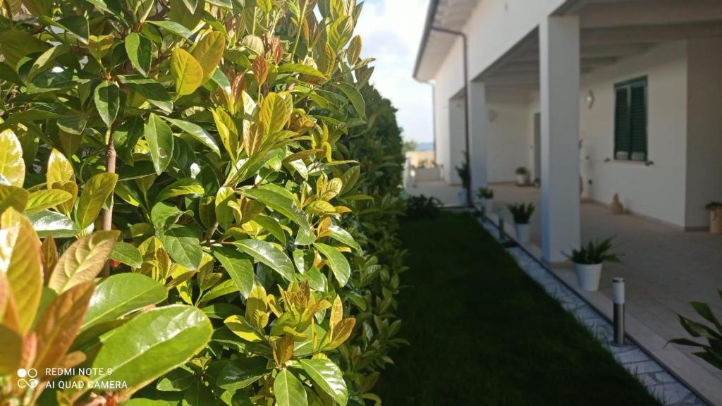 Zahrada ubytování Matera nel verde
