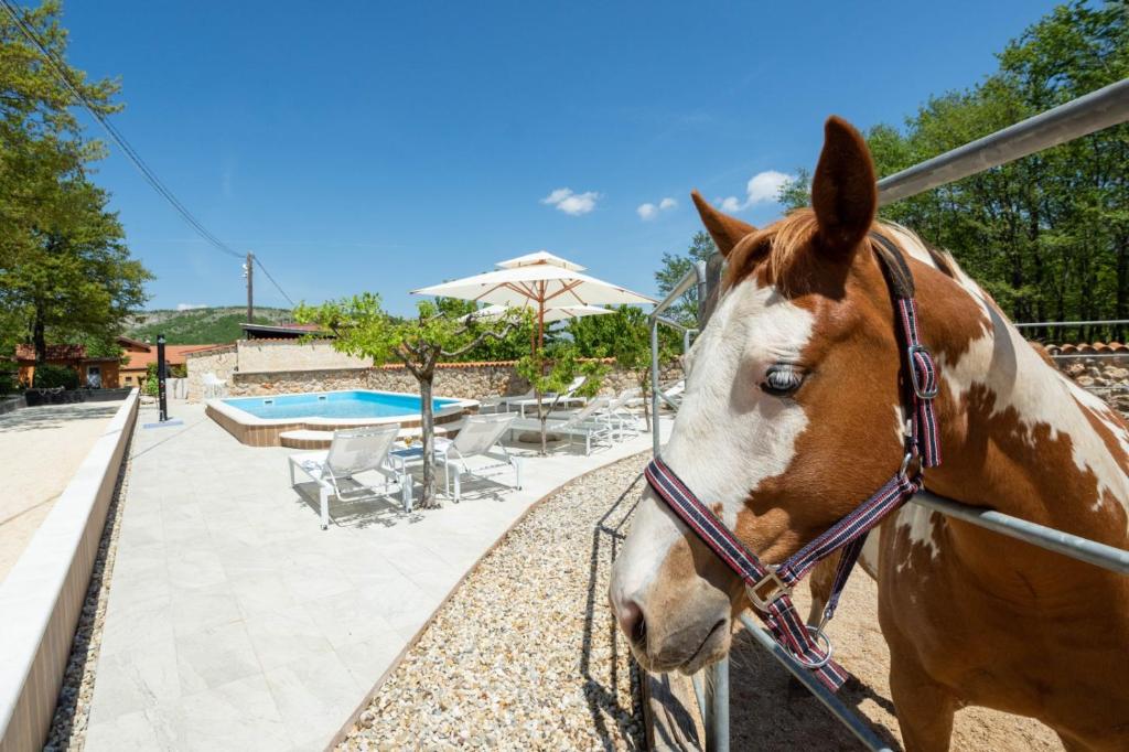 a brown and white horse standing next to a fence at Holiday home with swimming pool, donkeys and horses in Vrlika
