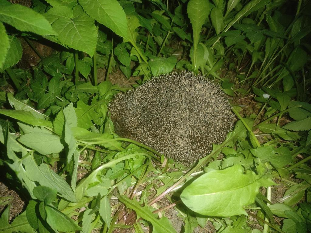 Zvieratá v apartmáne alebo blízkom okolí