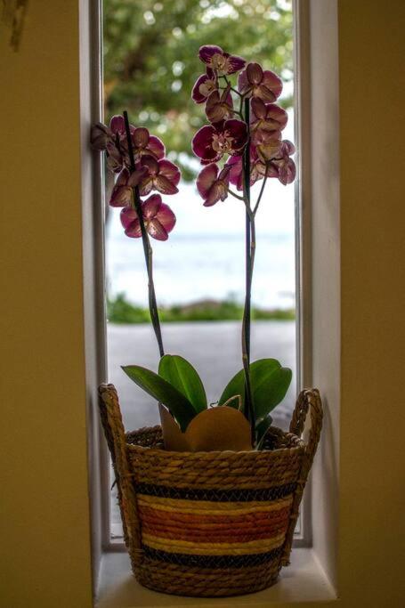 Zahrada ubytování Theofilia Sea Side Studio