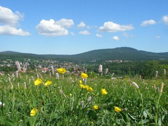 布勞恩拉格的住宿－Harzpension Haus Königskopf，绿地中的黄色花田