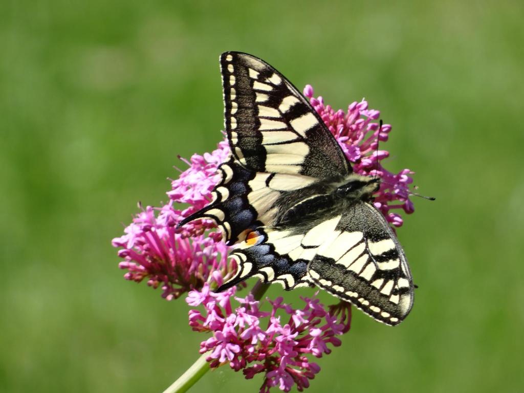 a butterfly is sitting on a purple flower at La Medina in Surtainville