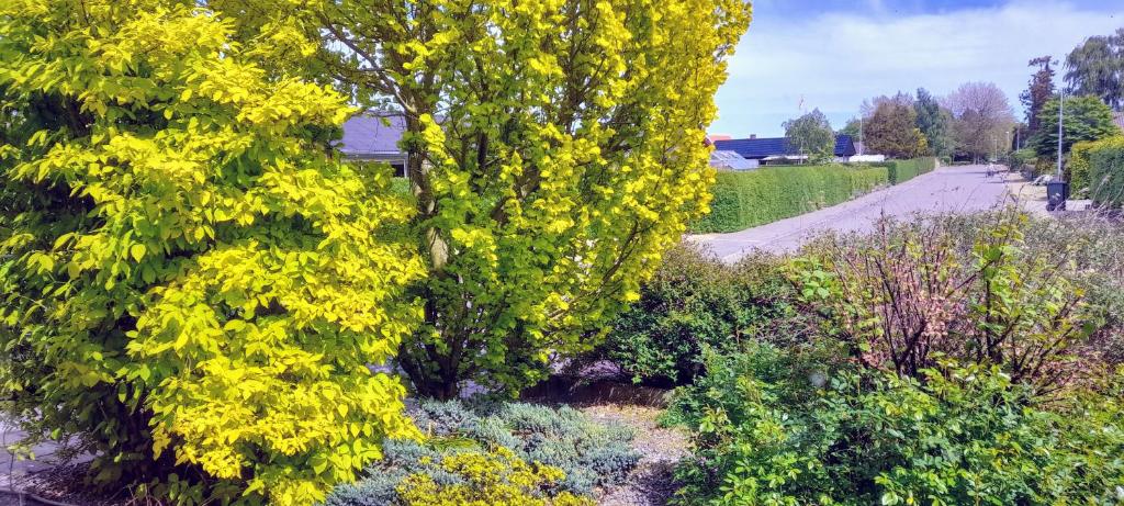 a tree with yellow flowers on a road at Accomodation at Jasmin house in Rødby