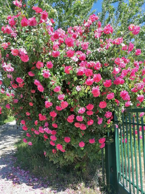 Zahrada ubytování Agriturismo bio Apipoli