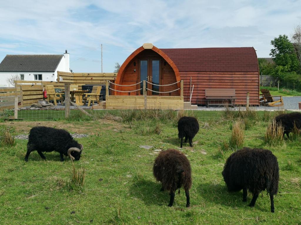 a group of sheep grazing in a field in front of a cabin at Achmeney Glamping Pod Larger than Average Pod in Halkirk