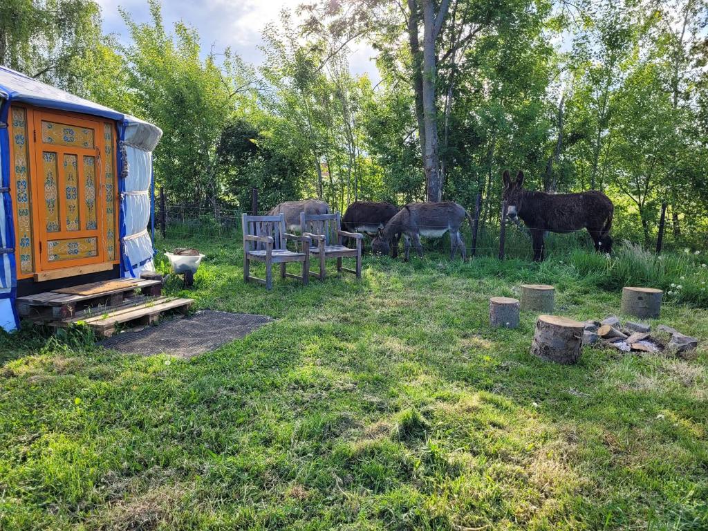 Slapen tussen de ezels in de Yurt