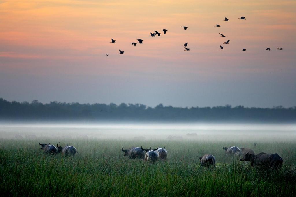 una manada de aves volando sobre un campo con animales en Bamurru Plains en Point Stuart