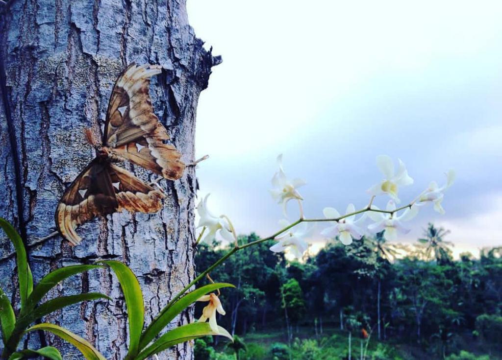 Fotografie z fotogalerie ubytování Sky garden Lombok v destinaci Tetebatu