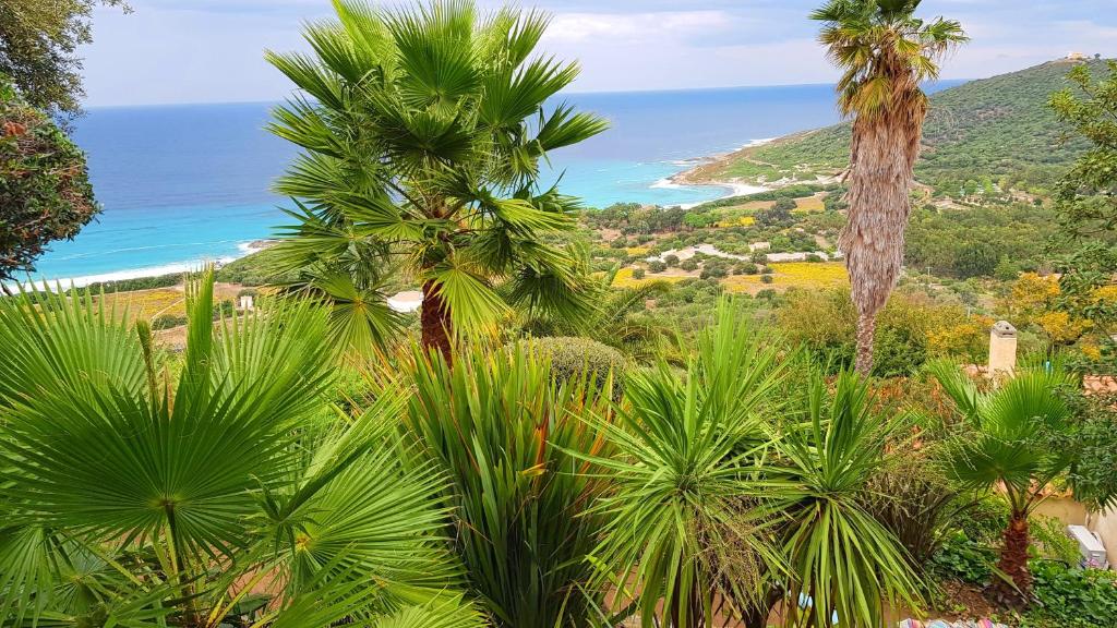 Elle offre une vue sur les palmiers et l'océan. dans l'établissement Sorbier, à Corbara