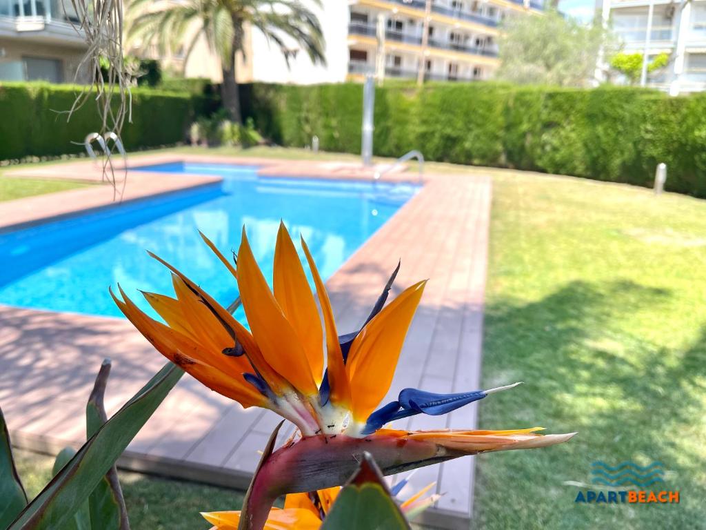a colorful flower in front of a swimming pool at APARTBEACH PANORAMIC VISTAS PLAYA y PISCINA in Miami Platja