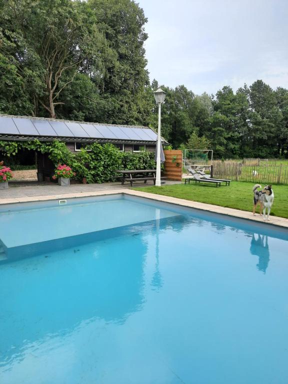 ein großer blauer Pool mit einem Hund, der daneben steht in der Unterkunft Eikelhof in Berkel-Enschot
