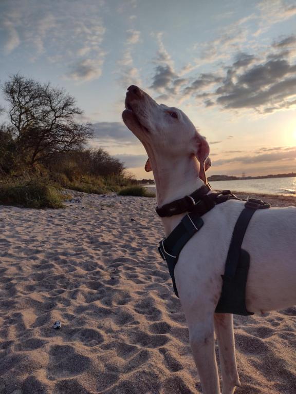 Domácí mazlíčci ubytovaní s hosty v ubytování Fewo nahe der Ostsee bei Lübeck