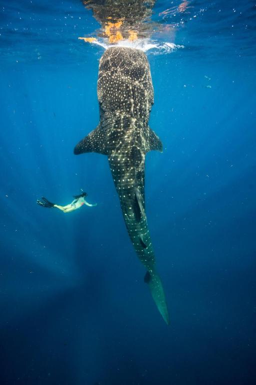 una persona nadando junto a un tiburón ballena en el océano en Sunset Beach View, en Dhangethi