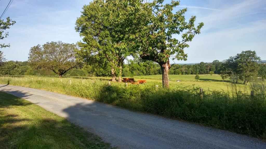 un groupe de vaches dans un champ à côté d'une route dans l'établissement Studio L'audrerie., à Saint-Pardoux-Corbier