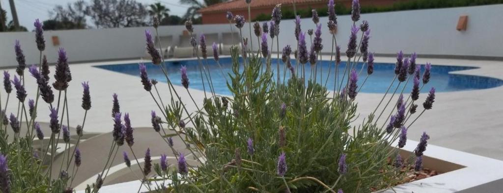 Ein paar lila Blumen vor einem Pool in der Unterkunft Villa Martí in Calpe