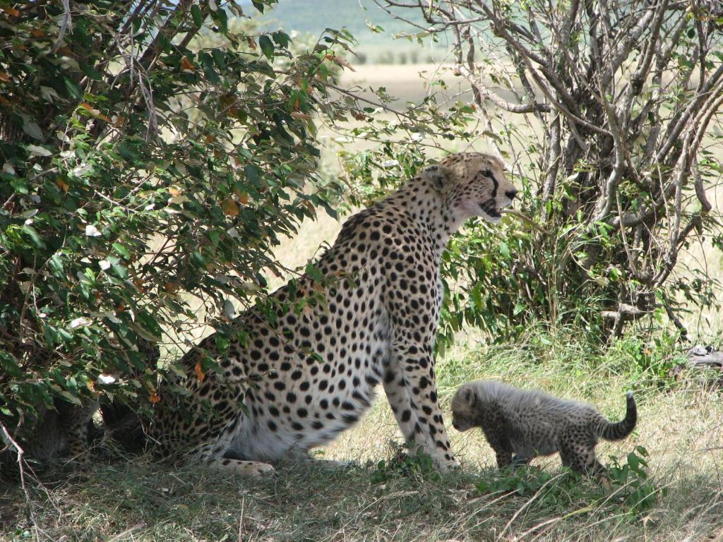 a cheetah and a baby cub standing in the grass at Maasai Simba Camp in Amboseli