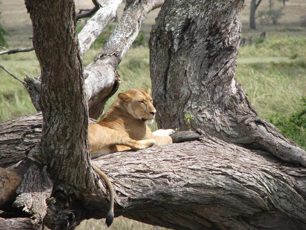 a lion laying on top of a tree at Maasai Simba Camp in Amboseli