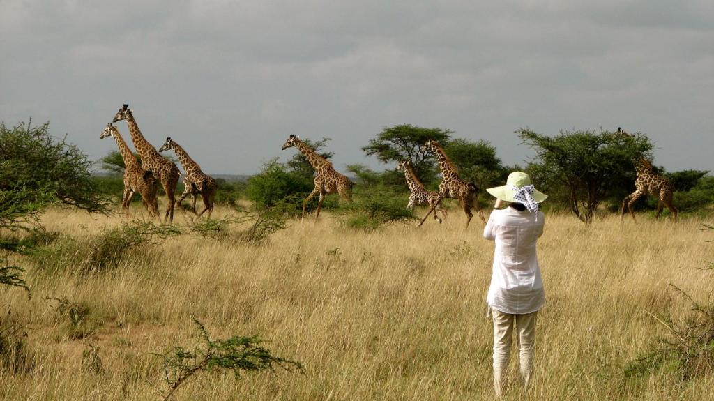 a person standing in a field looking at giraffes at Maasai Simba Camp in Amboseli