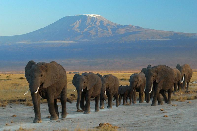 a herd of elephants walking down a road with a mountain in the background at Maasai Simba Camp in Amboseli