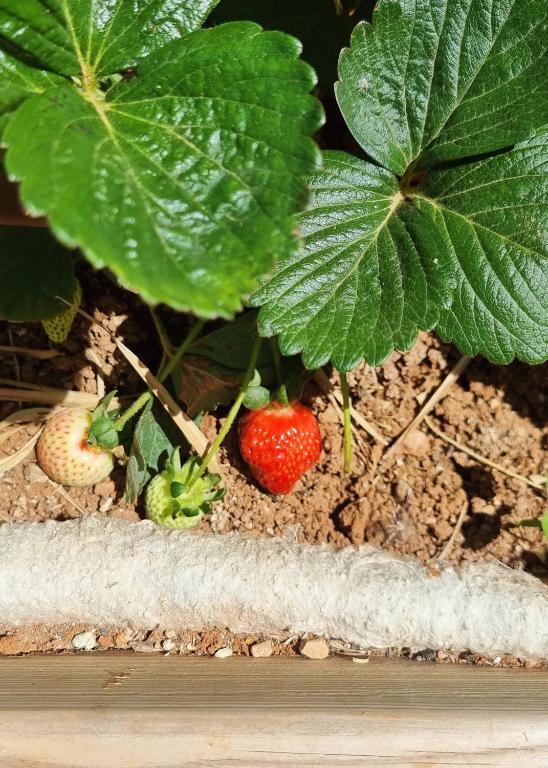 Fotografie z fotogalerie ubytování Eco Finca Sa Becadeta v destinaci Llucmajor
