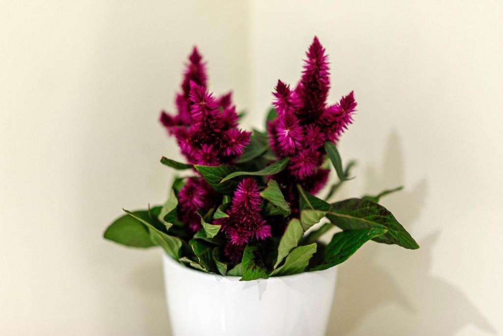 Wine Garden Rooms - 16