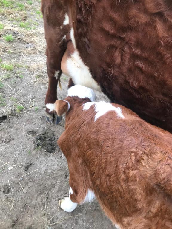 Horseinaround - Resim 30