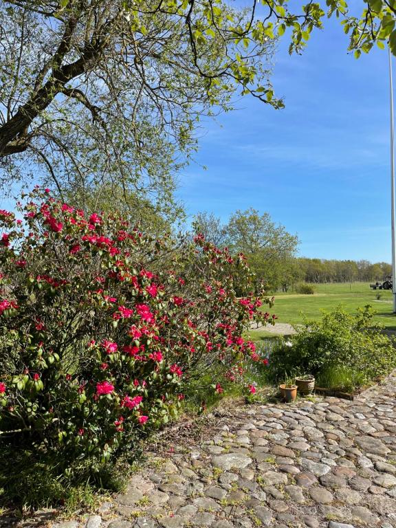 Fotografie z fotogalerie ubytování Landlig idyl på Dommergården Bed and Coffee v destinaci Læsø