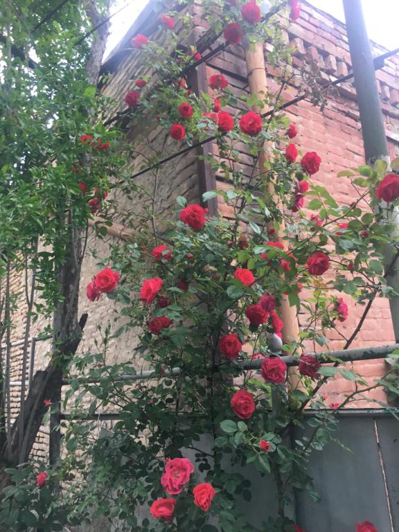 Zahrada ubytování Apartment Zaziashvili 30