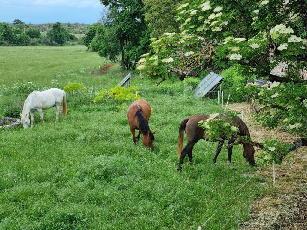 Altri animali domestici presso l'ostello o nei dintorni