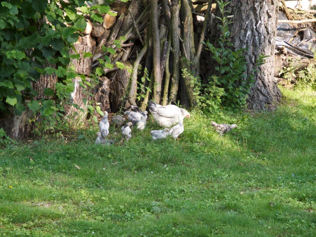 a group of kittens walking in the grass near a tree at Holiday home OSSA Basecamp in Sint Odiliënberg
